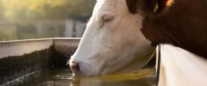 Bebedouro para animais
