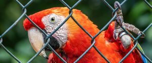 Tela para cercado de animais